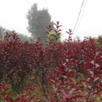 哪里有桃樹苗賣,偷偷告訴你一家又好又便宜的基地!-