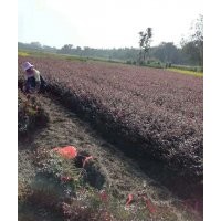 供應(yīng)色塊小苗苗