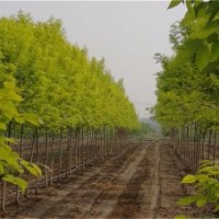 山東金葉白蠟種子 金葉白蠟小苗價格 苗圃慶云茂達苗木