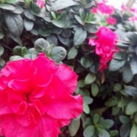 西洋鵑苗子價(jià)格 西洋鵑綠化杯苗批發(fā)