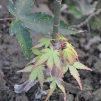 黃楓苗 綠化樹苗金陵黃金楓樹苗金陵黃楓美國紅楓樹苗新品種楓樹