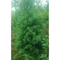 長年供應(yīng)優(yōu)質(zhì)翠柏 規(guī)格、價格面議、貴陽扎佐貨源有需要可以聯(lián)系