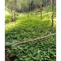 供應(yīng)黃花倒水蓮苗|觀音串|倒吊黃苗