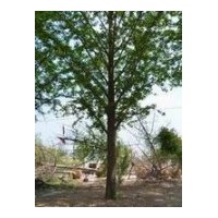 基地直供1-90公分銀杏樹(shù)