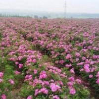 基地直供食用中天四季玫瑰苗，0-14分枝各種高度規(guī)格均有