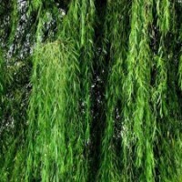 吉林長春農(nóng)安縣 1~5公分柳樹苗 13234495363 張先生