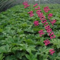 湖南八角金盤、八角金盤小苗田苗直銷