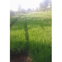 側(cè)柏營(yíng)養(yǎng)杯