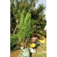 0.5-1.5米側(cè)柏