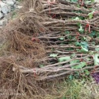 出售3年生2公分葡萄苗2萬株