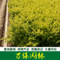 黃葉女貞 黃葉女貞苗