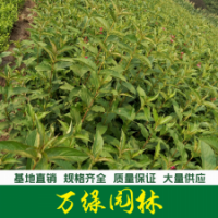 紅王子錦帶 錦帶花