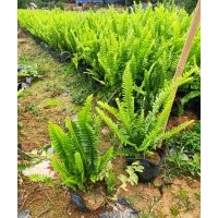 提共各種地被：鴨腳木,毛杜鵑,黃金葉