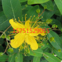 金絲桃_金絲桃價格_最新金絲桃批發(fā)報價