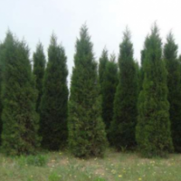 圓柏大量供應(yīng) 貨源充足