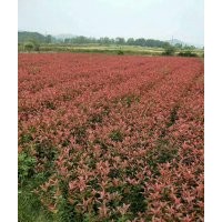 大量供應:紅葉石楠，金森女貞，紅花繼木等色塊苗，毛球，精球