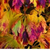 舞孔雀紅楓苗 日本紅楓 樹(shù)苗紅楓樹(shù)小苗紅楓小苗紅楓苗 紅楓