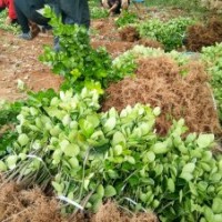 出售龍柏床苗，工程苗