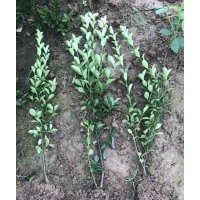 大葉黃楊、小葉黃楊、各種色塊苗100萬供應(yīng)