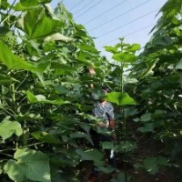 梓樹，梓樹苗，梓樹價格，梓樹多少錢，太康梓樹