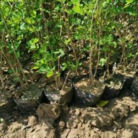 紫穗槐苗營養(yǎng)杯