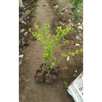 金葉女貞衛(wèi)矛，黃楊，龍柏，冬青，北海道，金森女貞