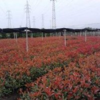 ★紅葉石楠★ 金森女貞★ 毛娟 ★ 海桐 ★ 紅花繼木★ 無(wú)刺構(gòu)骨