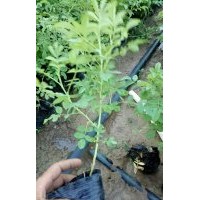 四季玫瑰 高度40--50公分,冠，1.8-2.0公分