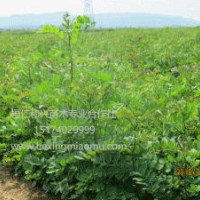 遼寧刺槐苗東北刺槐苗本溪刺槐苗桓仁刺槐小苗