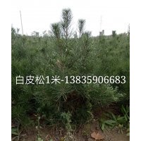 白皮松，1米白皮松，白皮松價格，白皮松基地