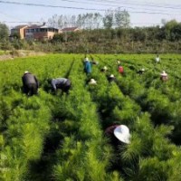 2年生50-80cm濕地松苗供應(yīng) 價格實惠_隨州希望苗圃