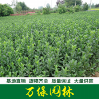 大葉黃楊 大葉黃楊苗