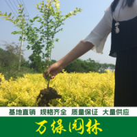 金葉女貞 金葉女貞苗