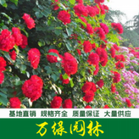 紅花薔薇 薔薇花