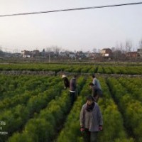 米徑8公分濕地松供應 價格實惠認準隨州希望苗圃