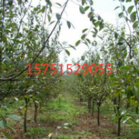 木瓜樹多少錢能買到？9公分木瓜樹批發(fā)基地在哪里？