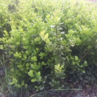 枸骨哪里有枸骨 低價(jià)供應(yīng) 枸骨貨源