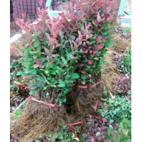 哪里有紅葉小檗？紅葉小檗價(jià)格