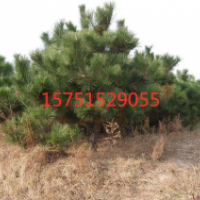 馬尾松低價(jià)供應(yīng)