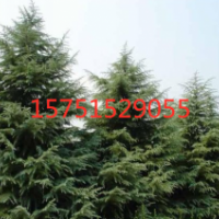 榮慶園林寶塔松供應(yīng)