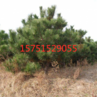 2019哪里有黑松供應(yīng)