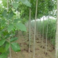 山東魯蠟5號苗圃 5號小白蠟 苗圃慶云茂達苗木