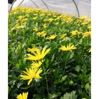 木春菊苗子批發(fā)基地 木春菊工程苗木