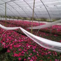 比利時(shí)杜鵑杯苗批發(fā)基地價(jià)格