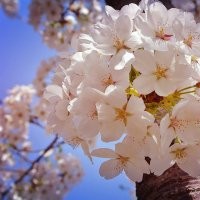 江西染井吉野櫻花價(jià)格 日本櫻花報(bào)價(jià) 櫻花小苗供應(yīng)
