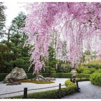 日本櫻花八重紅垂枝櫻 日本枝垂櫻適合地栽盆景盆栽