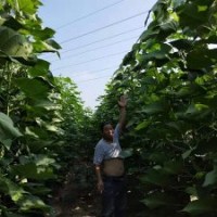 周口楸樹，金絲楸樹，楸樹價格，太康楸樹，梓樹，梓樹苗