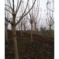 出售藍(lán)花楹8---20公分的都有,有需要的老板