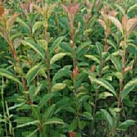 色塊小苗紅葉石楠，紅花繼木，金森女貞