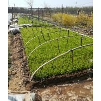 大量扦插衛(wèi)矛小苗，金葉女貞，大小葉黃楊種苗